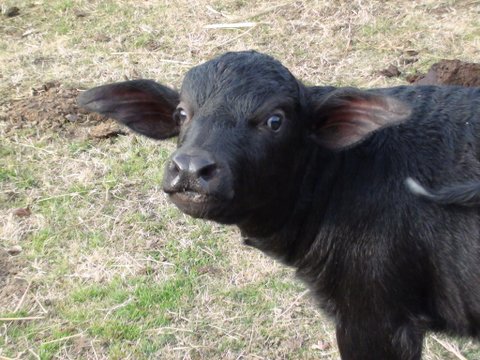 water buffalo mozzarella