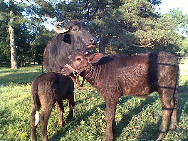 buffalo for sale