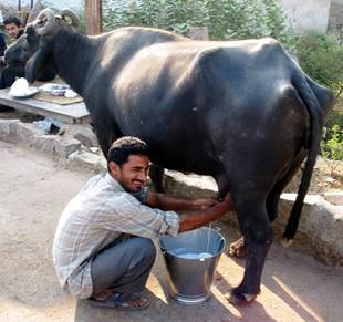 Description: milkman